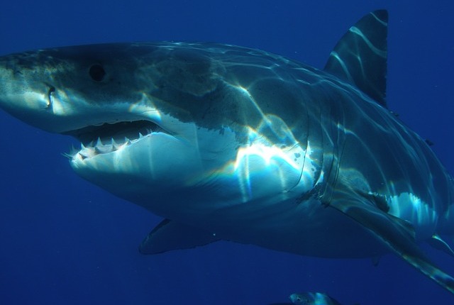 Jacksonville University Shark Research